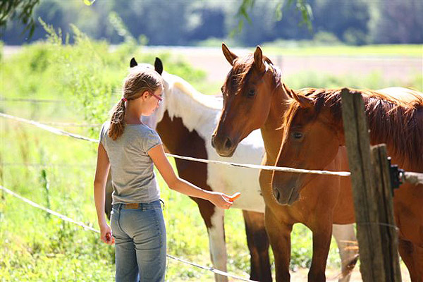 Paseos a caballo