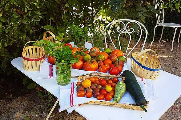 Vegetable garden