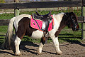 equitation cheval